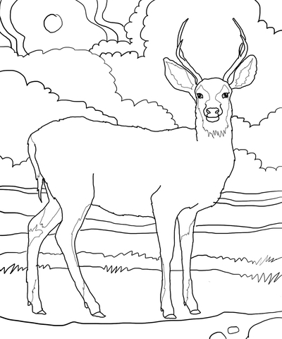 Mule Deer Coloring Page